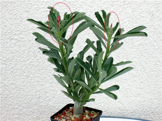 Adenium swazicum 